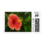 Orange Hibiscus Postage Stamps