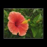 Orange Hibiscus Postcard