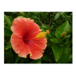 Orange Hibiscus Postcard