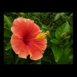 Orange Hibiscus Poster Print