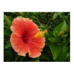 Orange Hibiscus Poster Print