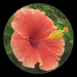 Orange Hibiscus Sticker