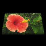 Orange Hibiscus Stretched Canvas Print