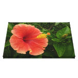 Orange Hibiscus Stretched Canvas Print