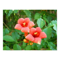 Orange Horn Vine Flowers posters by princessklb07 Orange Horn Vine Flowers posters