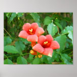 Orange Horn Vine  Flowers posters