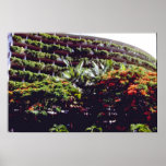 Orange Hotel balconies, Cairns, Queensland flowers Posters