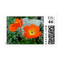 Orange Iceland Poppies postage by moonrisings Orange Iceland Poppies postage