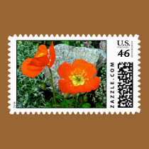 Orange Iceland Poppies stamps