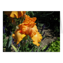 Orange Iris Card cards