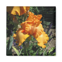 Orange Iris Magnet magnets