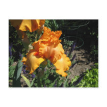Orange Iris postcards