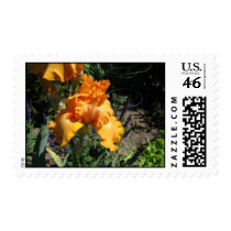 Orange Iris Stamp stamps