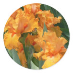 Orange Irises stickers