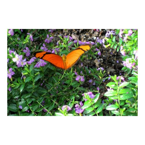 Orange Julia print