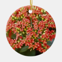 Orange Kalanchoe 'Anne-Marie' flowers Christmas Ornaments