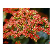 Orange Kalanchoe 'Anne-Marie' flowers Post Cards