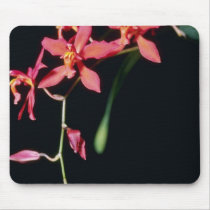 Orange Keighleyensis (Odontioda) flowers Mouse Pads
