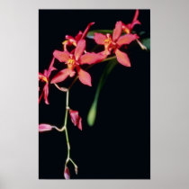 Orange Keighleyensis (Odontioda) flowers Posters