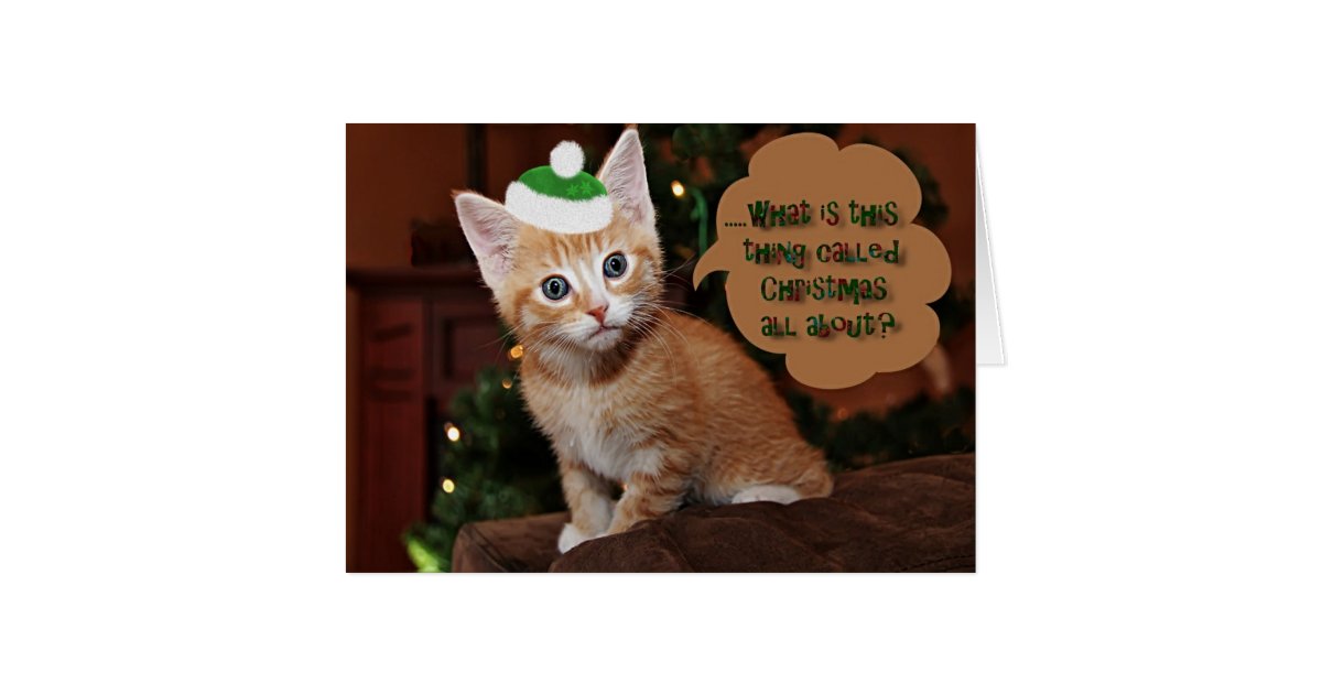 Orange Kitten Christmas Greeting Card Zazzle