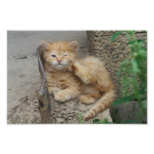 Orange kitten feels itchy art photo