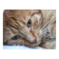 Orange Kitty posters by abrodents Orange Kitty posters
