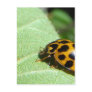 Orange Lady Bettle Post Card