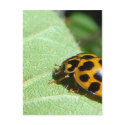 Orange Lady Bettle postcards
