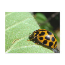 Orange Lady Bettle Postcard