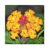 Orange Lantana magnets by princessklb07 Orange Lantana magnets