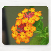 Orange Lantana mousepads by princessklb07 Orange Lantana mousepads