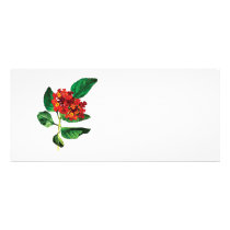 Orange Lantanas rack cards