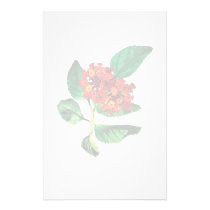 Orange Lantanas stationery