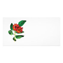Orange Lantanas photo cards