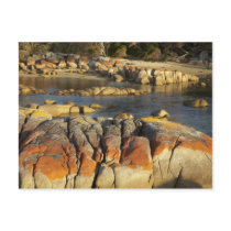 Orange Lichen on Rocks, Binalong Bay, Bay of