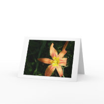 Orange Light cards by meia7214N Orange Light cards