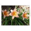 Orange Lilies cards by Killlashandra Orange Lilies cards