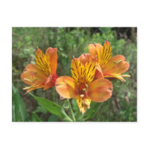 Orange Lilies Notes Card postcards