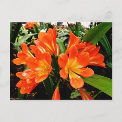 Orange Lillies Flowers @ Funchal, Portugal postcard