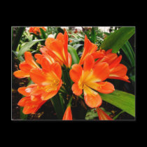 Orange Lillies Flowers @ Funchal, Portugal postcards