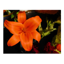 Orange Lilly Postcard postcards