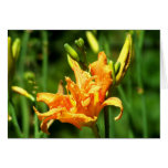 Orange Lily 2 Greeting Card