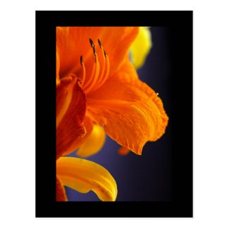 Orange Lily Bouquet Postcard