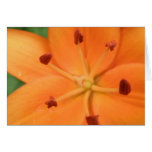 Orange Lily Floral Greeting Card