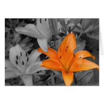 Orange Lily Hand-Colored Cards
