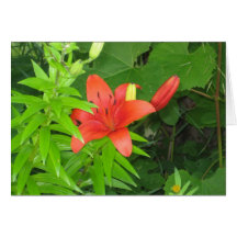 Orange Lily On Green Leaves Blank Greeting Card