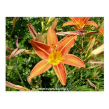 Orange lily post cards
