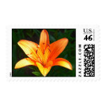 Orange Lily Postage Stamp