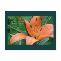 Orange Lily postcards