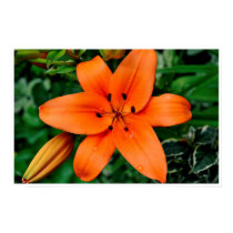 Orange Lily posters by PosterCentral Orange Lily posters
